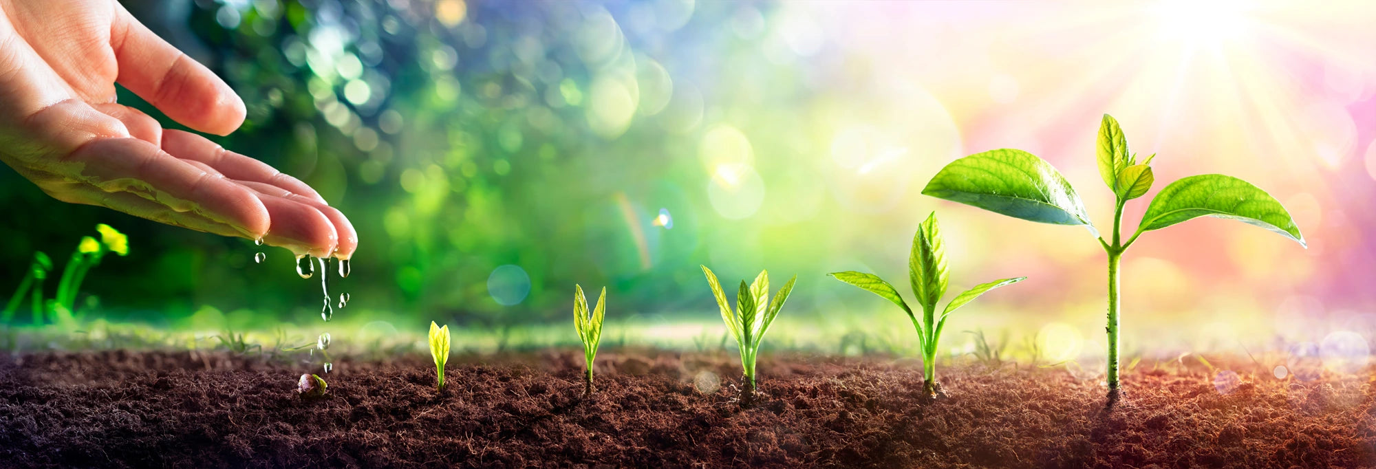 Garden Watering Showing Plants Growing