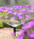 Sprinkler watering purple flowers in a garden