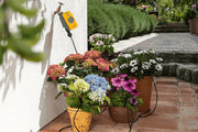 Potted flowers on a patio with a garden hose and water valve in the background.