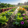 Vegetable Patch being watered.