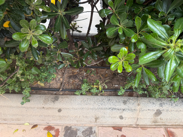 twin run of black dripline in flowerbed