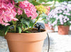 Hozelock 2772 In action in plant pot