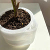 Self Watering pot planted with soil