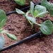 Claber watering irrgation micro drip line in action
