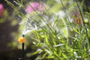 Hozelock 7029 Sprinkler watering plants with a blurred garden background