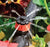 Pressure Compensating Stake Dripper 4 lph - 5 Pack