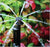 Spectrum Spray Stake (Twin Pack): 360° Coverage & Easy Install